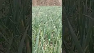 View of field......