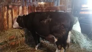 Привесы за январь