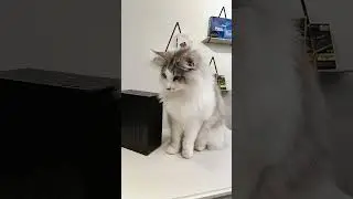 Zion the computer cat 