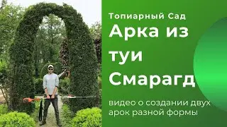 Арка из туи Смарагд
