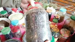 Изготовление берёзового кваса из берёзового сока с ячменем. Напиток предков. 4.
