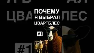 Какая порода овец самая лучшая? Моё мнение! 