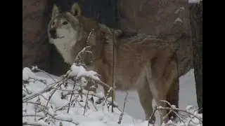 Дикие животные