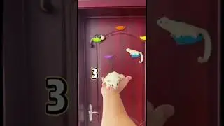 Белки 🐿️ Летяги #Shorts