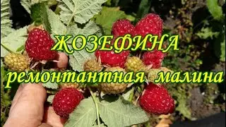 Бедная Жозефина 2019г
