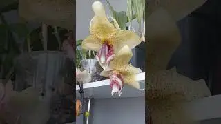 Ура! моя стангапея распустилась) это самая моя не обычная орхидея в моей коллекции 🥰