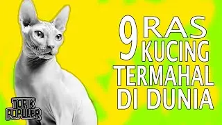 9 Kucing Termahal Di Dunia! | Harganya Miliyaran Rupiah!