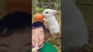 look at how cute the bunny is?