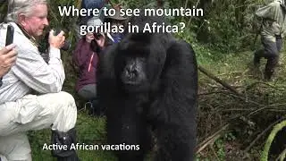 Rwanda gorilla trekking safaris- WHERE TO SEE MOUNTAIN GORILLAS IN AFRICA 2023?