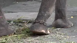 UNDERCOVER: dierenleed op Bali