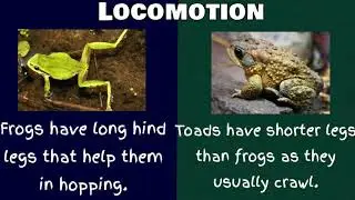 Frogs and Toads:What's  the difference?|Frogs vs.Toads