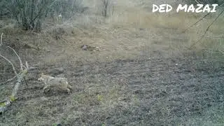 Волк на переходе днем! Редкие кадры!