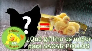 ¿Que raza de Gallina es mejor para SACAR POLLITOS?