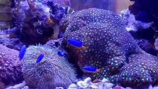 My Salt Water Aquarium/Stress Reliever/Covid-19