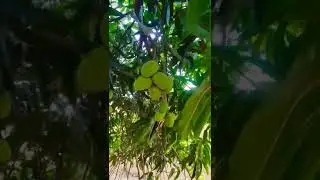 Kaccha Mango/ Kairi #shorts #viral #mango