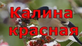 Золото шансона - Калина красная