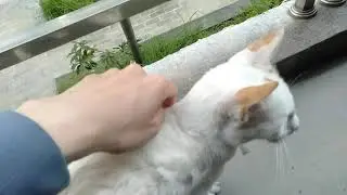The encounters with a mild cat
