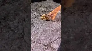 МИЛО + БЕНЗИН = ЛАЙХУК