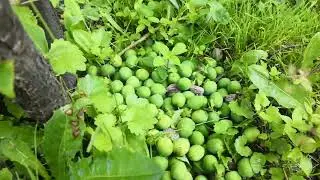 Микроклимат на отдельном участке.