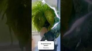 Podrías comparar esta planta con el amor? Dime…