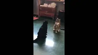 Lola gives Beau a slap down