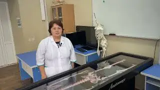 Анатомия костей свободной верхней конечности