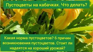 Кабачки цветут но не завязываются / пустоцвет на кабачках что делать/ почему не плодоносят кабачки