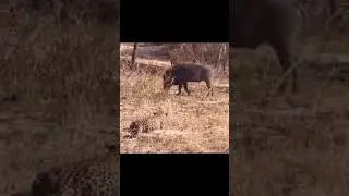 Funny leopard #shorts AnimalTube - World of animals