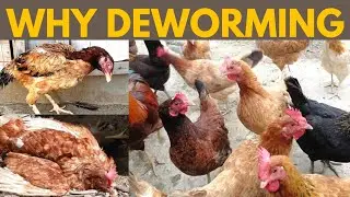 Importance of Deworming// Deworming kb Karni Chahye
