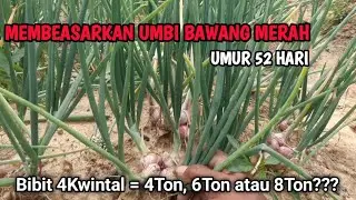bibit bawang merah 400Kg || tanaman bawang merah umur 7 minggu