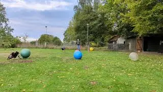 Freestyle Treibball