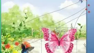 butterfly - pp
