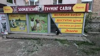 Как кота 