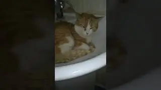 кися отдихает