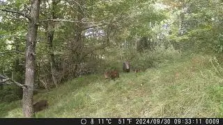 Branco di cinghiali 🐗 - Wild Boar - Sus Scrofa  #fototrappolaggio #wildboar #cinghiale #trailcamera