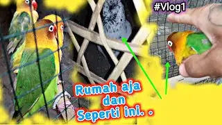 Vlog di rumah aja merawat burung