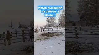 Субботний отдых называется! Чистка стойбище жеребят.