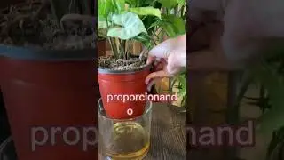 Riego por abajo en las plantas 🪴 