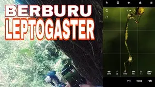 HUNTING I BERBURU ROBBER FLY GANTUNG I LEPTOGASTER I HABITAT DAN CARA MOTRETNYA