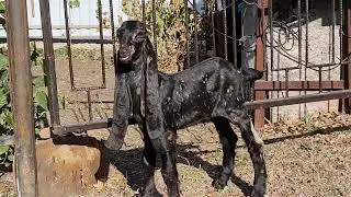 Камори козы,ватсап +7 905 4567 025