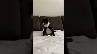 Кошачья мята???