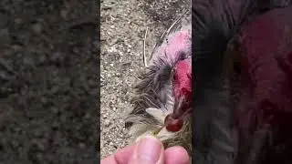 Bald chicken #shorts