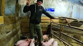 🥔ПЕРША СПРОБА ПОСАДКИ КАРТОПЛІ та відлучення поросят🐷