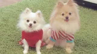 Christmas Puppy Vlog with our Micro / Teacup Pomeranian