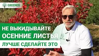 ОТЛИЧНОЕ УДОБРЕНИЕ С ОПАВШЕЙ ЛИСТВЫ. Как использовать листву с пользой?