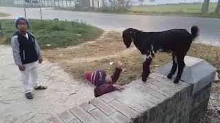 Baby boy playing with goat