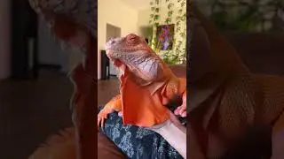 🧡🧡🧡 