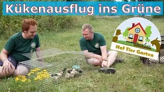 Hof-Tier-Garten: Die Küken 🐤🐥 machen ihren ersten Ausflug 🎒