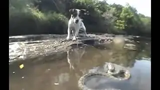 Jack Russell Terrier vs  Snake