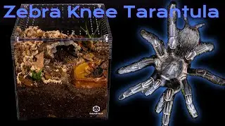 Zebra Knee Tarantula | Aphonopelma seemanni | Care Guide and Enclosure Set Up